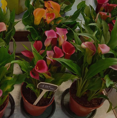 Plantes vertes et fleuries