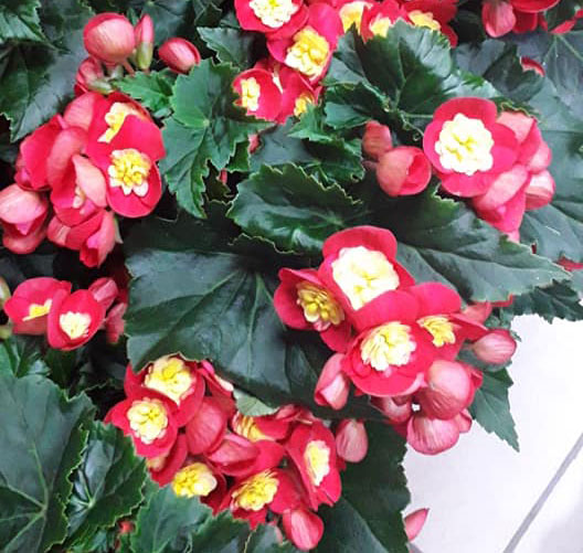 plantes vertes et fleuries
